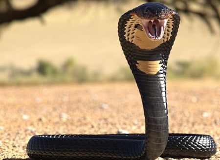 Kral kobranın 188 yıllık gizemi çözüldü