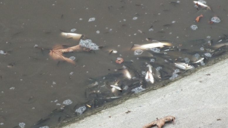 Yeşilırmak can çekişiyor