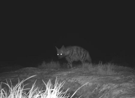 Nesli tükenme tehlikesindeki sırtlan ve dağ ceylanı fotokapana takıldı