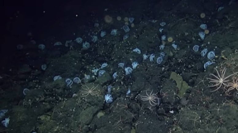 Su altı yanardağında bulundular: 20 bin yaratık bir anda türedi