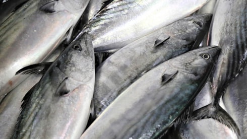 En sağlıksız balık seçildi: Leşle besleniyor, içi parazit dolu! 