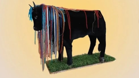 İzmir'de kutlanan dana bayramı nedir?