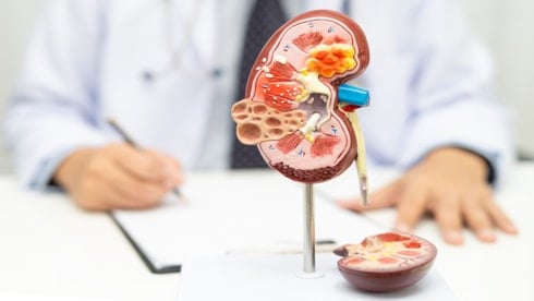 Böbrekleri 'altın' gibi koruyan besinler 