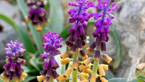 Konya'da keşfedildi, literatüre girdi