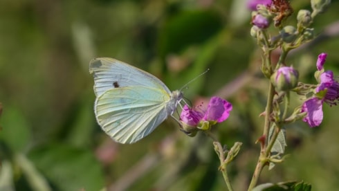 Burcunuz aslında kelebek ya da fil olabilir: O belirtiler ele veriyor