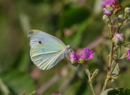 Burcunuz aslında kelebek ya da fil olabilir: O belirtiler ele veriyor
