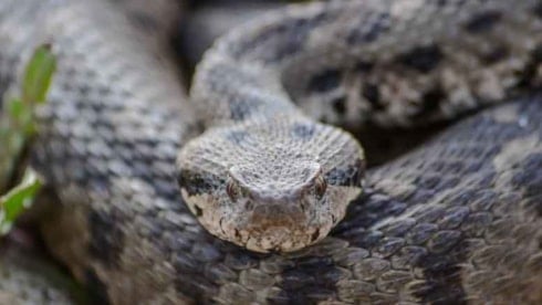 Osmanlı engereğinin dünyaya yayılış noktalarından biri Çankırı