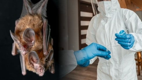 Hindistan'da ölümcül Nipah virüsü alarmı