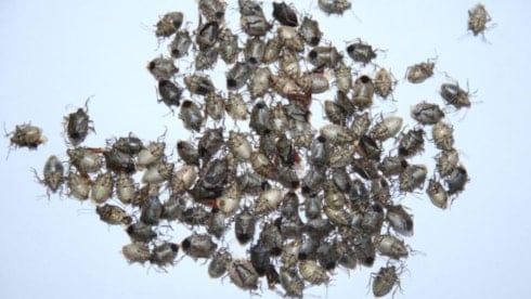 Kahverengi kokarca çiftçilerin korkulu rüyası oldu