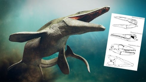 Kastamonu'da dinozor fosili bulundu: Dünyada 7 tane var!