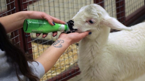Annesinin reddettiği kuzuyu, biberonla besliyor
