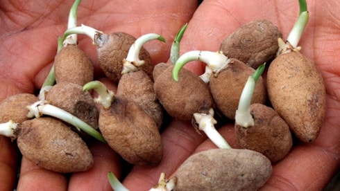 Kastamonu, Kahramanmaraş ve Malatya'da yetişiyor: Fiyatı çeyrek altınla yarışıyor, Osmanlı padişahlarının içeceği