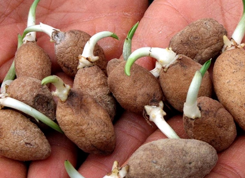 Kastamonu, Kahramanmaraş ve Malatya'da yetişiyor: Fiyatı çeyrek altınla yarışıyor, Osmanlı padişahlarının içeceği