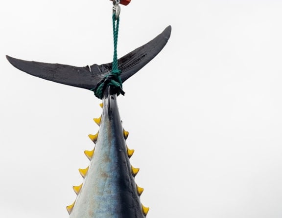 Rekor kırıldı! Dev balık 140 milyon liraya satıldı