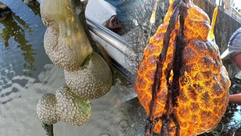 500 milyon yıllık gizem: 'Uzaylı yumurta keseleri'