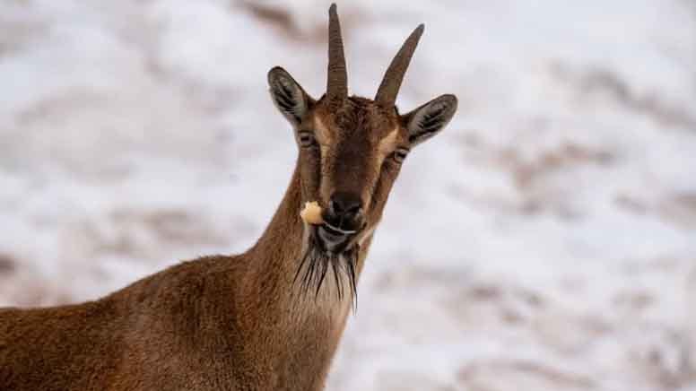 Yaban keçileri açlıktan köylere indi