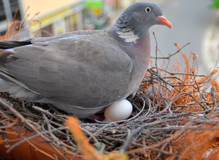 Kuşların balkona yumurta bırakması aslında bu anlama geliyormuş
