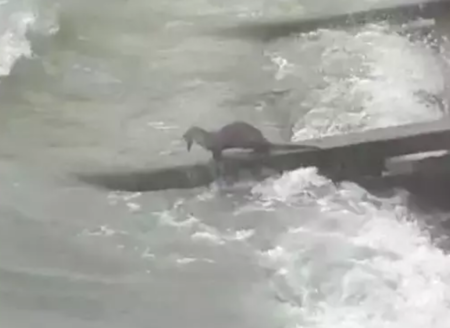 Rize'de görüntülendi: Hem de 2 tane birden